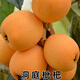 花詢冰糖枇杷樹(shù)苗嫁接枇杷苗樹(shù)無(wú)核大五星枇杷果樹(shù)苗當(dāng)年結(jié)果 洞庭枇杷5年嫁接大苗(當(dāng)年結(jié)果)