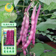 鳳鳴雅世四季豆菜種子春秋紫架豆農(nóng)家大田種植紅滿天架豆種子200克