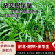 駿楷園林進(jìn)口牧草種子多年生黑麥草魚(yú)草四季可種耐寒養殖雞鴨鵝豬牛羊種籽 雜交狼尾草種子1斤