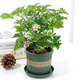 驅(qū)蚊蟲植物 驅(qū)蚊草 室內(nèi)防蚊香草綠植花卉香葉天竺葵 懶人盆栽花卉 大盆驅(qū)蚊草 不含盆