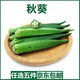一花一拾新鮮秋葵500g 六角羊角豆 當季新鮮采摘福建農家蔬菜