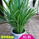 綠植花卉 新鮮香茅草苗檸檬苗泰國檸檬草香茅草盆栽 5棵苗 不含盆