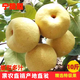 【原產(chǎn)地直銷(xiāo)】寧陵梨河南寧陵酥梨果農現摘新鮮水果梨子10斤包郵 10斤裝 中果（15個(gè)裝）