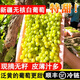 覓百果順豐新疆無核白葡萄無籽新鮮水果當(dāng)季馬奶青提子吐魯番葡特產(chǎn)禮物 凈重4.5-5斤【特級裝】