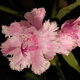 蟹爪蘭苗帶根苗蟹爪蘭可嫁接人仙掌小盆栽當(dāng)年開花 復(fù)色 不含盆