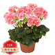 中夢(mèng)竺葵盆栽 重瓣天竺葵花苗 陽(yáng)臺庭院室內盆栽花卉洋繡球 柔粉 不含盆