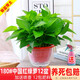 綠有意綠蘿盆栽室內植物花卉綠植水培長(cháng)藤垂吊大葉綠籮新房家用吸除甲醛 180#中國紅吸水盆綠蘿12盆+壺+12肥 帶盆帶土發(fā)貨