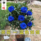 申堰香妃山茶花盆栽帶花苞五色赤丹花卉植物室內(nèi)好養(yǎng)茶花樹苗四季開花 1藍(lán)色妖姬六年苗帶花苞（包開花 不含盆