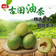 舅甜果蔬古田油奈李【現貨/順豐】新鮮水果青布林奈李特大果空心脫骨李子 嚴選特大果（20個(gè)以?xún)龋?5斤