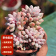 墨一（MOYI）多肉植物組合盆栽帶盆栽好發(fā)貨藍蘋果多頭群生老樁 嬰兒手指多頭 含盆