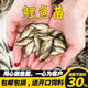 鯉魚(yú)苗草魚(yú)苗鯽魚(yú)苗螺絲青魚(yú)放生養(yǎng)殖淡水魚(yú)苗批發(fā)龍魚(yú)飼料魚(yú)包活榮郁 鯉魚(yú)苗2-4厘米50條送20%防死