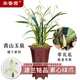 華香園蘭花 青山玉泉 建蘭白花素心綠爪 銘品蘭花苗濃香型 辦公室內盆栽 青山玉泉6苗連體裸根帶花苞
