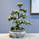 自然空間傲梅金枝玉葉盆栽多肉植物老樁造型室內(nèi)陽臺(tái)辦公客廳 源頭直發(fā)