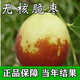無(wú)核脆棗樹(shù)苗沾化冬棗樹(shù)苗特大棗苗冰糖棗果樹(shù)苗耐寒南北方種植 3年棗樹(shù)苗后年結果