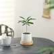 八芽迷你盆栽綠植室內桌面辦公室好養花卉小盆景四季常青植物凈化空氣 羅漢松-白小雪梨盆-竹底托 帶盆栽好