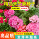 易商天竺葵種子春播四季易種室內外花卉種子陽(yáng)臺盆栽秋播多年生花種籽 天竺葵種子50?！痉凵? title=