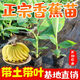香蕉樹(shù)苗粉蕉紅香蕉苗粉矮化蕉苗皇帝蕉果樹(shù)苗當年結果南北方 香蕉苗 (15-20厘米高1棵)帶營(yíng)養土帶葉