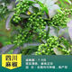 霆環(huán)花椒樹(shù)苗大紅袍花椒苗四川食用麻椒苗盆栽地栽高產(chǎn)種當年結果 四川麻椒 5年苗當年結果多多