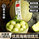 鑫果滋日本品種玫瓏瓜 網(wǎng)紋蜜瓜靜岡玫瓏蜜瓜梅隴哈密蜜瓜新鮮水果送禮 5斤2-3個(gè)丨臻品禮盒裝