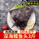 一米漁鴉片魚(yú)頭1500g深海鰈魚(yú)頭新鮮冷凍年貨禮盒碟魚(yú)頭比目魚(yú)年夜飯 中號(hào)鴉片魚(yú)頭3斤約4-5個(gè)