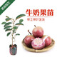 君揚水果季上市 牛奶果嫁接苗星蘋(píng)果熱帶水果苗金星果南方盆栽地栽 牛奶果兩年嫁接苗50-60cm高