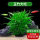 瘋狂水草（FKSC）魚(yú)缸水草真水草凈化底部水草坨草水榕皇冠草趴地矮珍珠直接入缸 玉竹大坨