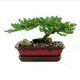 戰長(cháng)沙迎客松盆景素材真樹(shù)羅漢松客廳松地柏造型小型盆栽辦公室擺件庭院樹(shù)苗 素材苗沒(méi)有造型40cm長(cháng)帶原土球發(fā)貨 6和7葉的帶盆，其他不帶