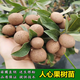人心果苗 四季軟枝人心果樹(shù)苗盆栽庭院南方種植當年結果 人心果樹(shù)苗 二年苗
