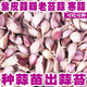 囧仙子紫皮蒜瓣新鮮蒜種籽紅皮蒜苗硬桿獨(dú)頭老寒蒜種子 5000g