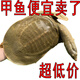 甲優(yōu)甲優(yōu)足斤 鮮活食用大甲魚活體生態(tài)放養(yǎng)團(tuán)魚王八中華鱉滋補(bǔ)新鮮外塘 2.5-2.7斤 野塘散養(yǎng)甲魚