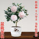 十八學(xué)士茶花樹(shù)苗盆栽茶花帶花苞茶花山茶花苗重瓣耐寒室內外植物 十八學(xué)士6年苗/花苞季節花苞發(fā)貨