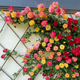 景郁春 JIRYUCUR薔薇花苗藤本月季庭院爬藤植物臺花卉四季開(kāi)花藤彩虹源頭直發(fā)