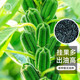 大禹 黑芝麻種子農(nóng)科院雜交高油穩(wěn)產(chǎn)矮桿八棱白芝麻籽 綠寶黑芝麻種子 25gx2袋