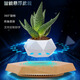 奇結磁懸浮花盆創(chuàng  )意擺件辦公室盆栽綠植客廳玄關(guān)送女生教師節生日禮物 磁懸浮花盆【淺木紋白花盆】