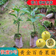 姬緣希廣西欽蜜9號百香果苗黃金百香果樹(shù)苗當年結果帶土帶葉四季水果苗 欽蜜9號 2棵35cm以上高(嫁接苗）