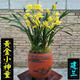 養(yǎng)不死蘭花  四季蘭【黃金小神童】室內(nèi)花卉易 黃金小神童 5苗