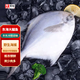 海升東深海銀鯧魚(yú) 超大白鯧魚(yú) 清蒸紅燒平魚(yú)昌魚(yú) 半斤-2斤每條生鮮 年貨 無(wú)冰凈重4條裝（4-6兩/條）