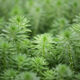 MOJY室外水池水草海草天然植物水草水缸池塘魚(yú)缸植物活水小浮萍草 狐尾藻10株