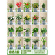 綠有意梔子花綠植花卉發(fā)財(cái)樹盆栽辦公室內(nèi)多肉綠蘿籮桌面水培好養(yǎng)活植物 【3盆自選綠植花卉】品種備注 含盆