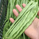 壽禾 四季豆種子蕓豆黃金鉤豆角架豆菜豆蔬菜種孑秋季種籽菜籽 正源翡翠扁平架豆種子200g