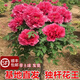 觀賞獨(dú)桿牡丹樹(shù)苗帶土球發(fā)貨重瓣大花陽(yáng)臺(tái)盆栽庭院地栽高檔牡丹花 獨(dú)桿花王粗2公分帶土球發(fā)貨