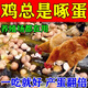 防雞啄蛋藥神器專(zhuān)治互吃雞蛋啄蛋啄羽啄肛補維生素營(yíng)養不良用飼料 200%不再啄:特效【一袋裝】