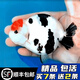 森悠（SARYOR）精品蘭壽金魚(yú)活魚(yú)潘氏觀賞魚(yú)高級(jí)奶牛淡冷水玉兔活體好養(yǎng)耐活國(guó)粹 7-8cm精品奶牛蘭壽