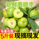 夢(mèng)茜兒順豐 四川脫骨李 五月脆李子新鮮9斤青紅脆李鳳凰現摘甜水果特產(chǎn) 5斤【中果10-15g/枚】脆甜多汁