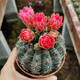 傾顏金琥仙人球花卉綠植桌面盆栽陽(yáng)臺多肉植物玉翁緋花玉星兜不含盆 緋花玉6-8厘米