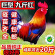 【現(xiàn)貨】巨型九斤紅散養(yǎng)大紅公雞活的雞紅玉九斤黃紅瑤雞脫溫批發(fā) 【包活到家+包下蛋+成活率100%】 半斤左右九斤紅【5母5公】
