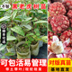 芥圃黑老虎水果苗 官方旗艦 布福娜樹苗爬藤果樹粉紅一號(hào)帶土帶葉苗木 黑老虎杯苗 【帶土帶葉發(fā)貨】 15-30cm