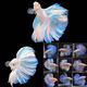 泰國斗魚(yú)母魚(yú)七彩婚紗尾觀(guān)賞魚(yú)桌面小寵物小型熱帶淡水魚(yú)好養包郵 精品熒光半月公/SS級大尾