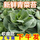 皓謙安徽廬江農家白菜苔新鮮現(xiàn)摘現(xiàn)發(fā)菜心菜薹臺綠色脆嫩應季蔬菜特產 2500g