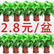 格調(diào)生活綠蘿盆栽室內(nèi)花卉盆栽垂吊長藤綠籮懶人桌面客廳綠植四季常綠 110#綠蘿原盆10盆【2.7塊/盆】
